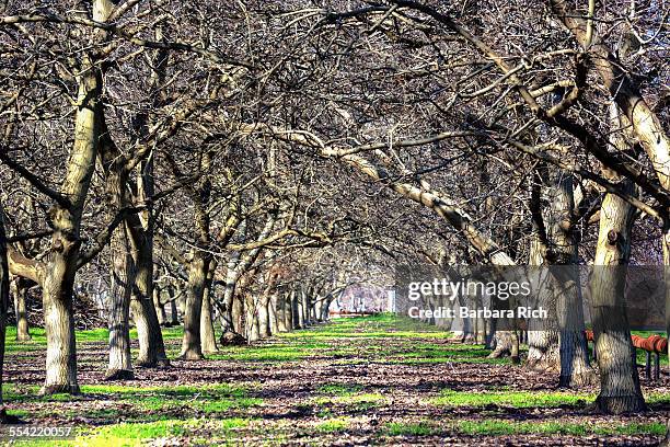 Tree Rows Arches 347 Arch Trees Stock Photos, High-Res Pictures, and Images - Getty Images