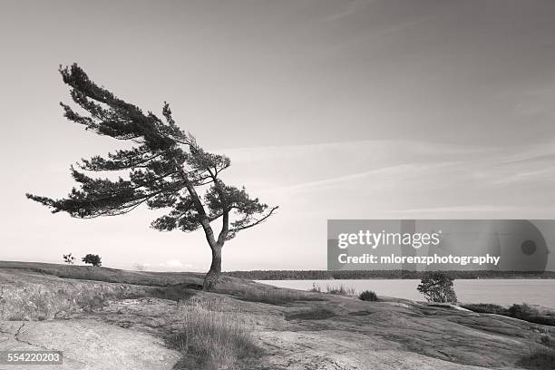 windswept pine in killbear provincial park - パリーサウンド ストックフォトと画像