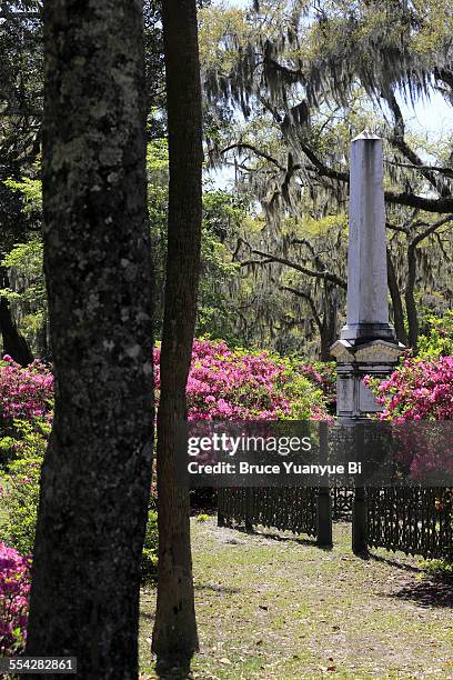 the view of bonaventure cemetery - bonaventure cemetery stock pictures, royalty-free photos & images