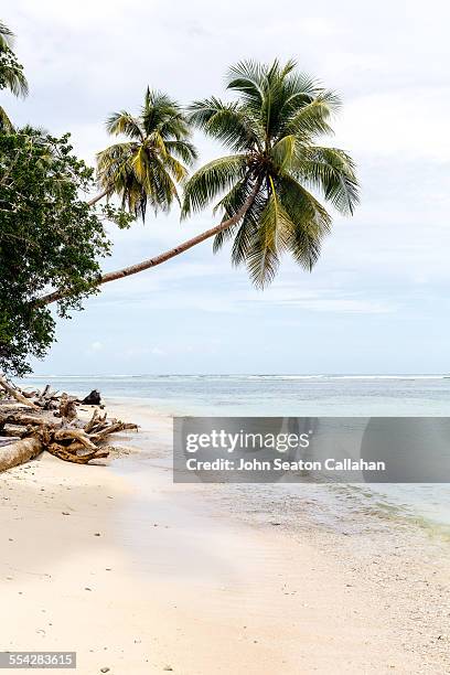 coconut palms on tropical island - papuma beach stock pictures, royalty-free photos & images