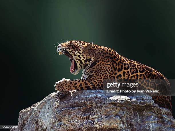 jaguar - jaguar stockfoto's en -beelden