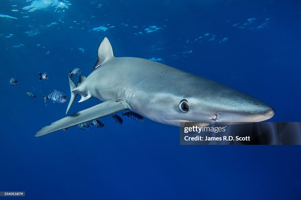 Blue Shark with pilot fish - Azores