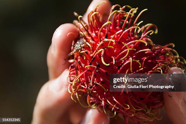 hand holding a rambutan - rambutan stock pictures, royalty-free photos & images