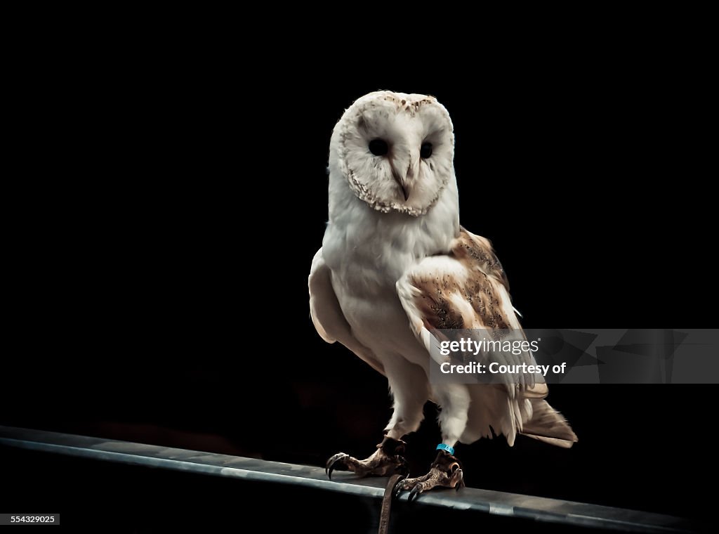 Barn owl on black