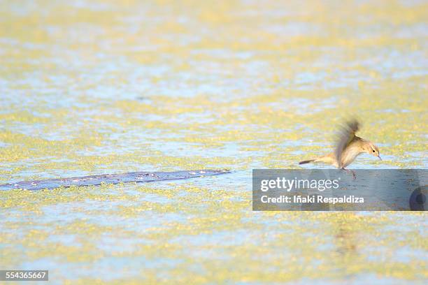 low flying chiffchaff - iñaki respaldiza imagens e fotografias de stock