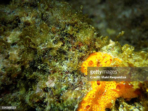 chain tunicates - iñaki respaldiza foto e immagini stock