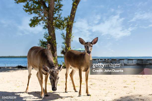 deer standing on beach - big pine key florida photos et images de collection