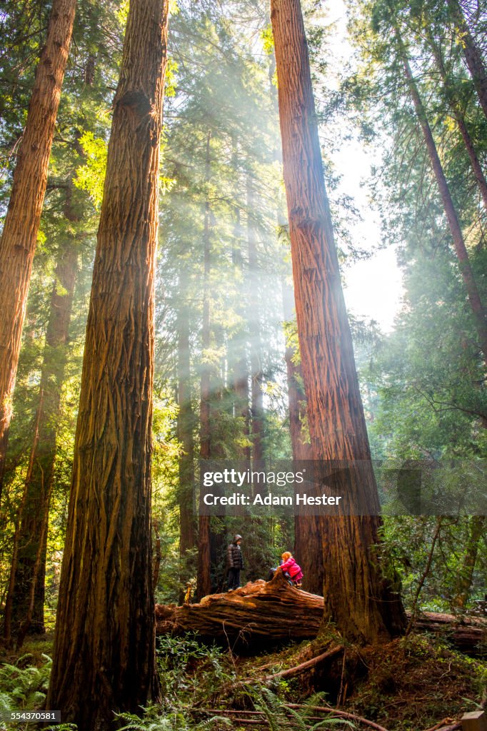 Hiker sitting under tall trees in forest