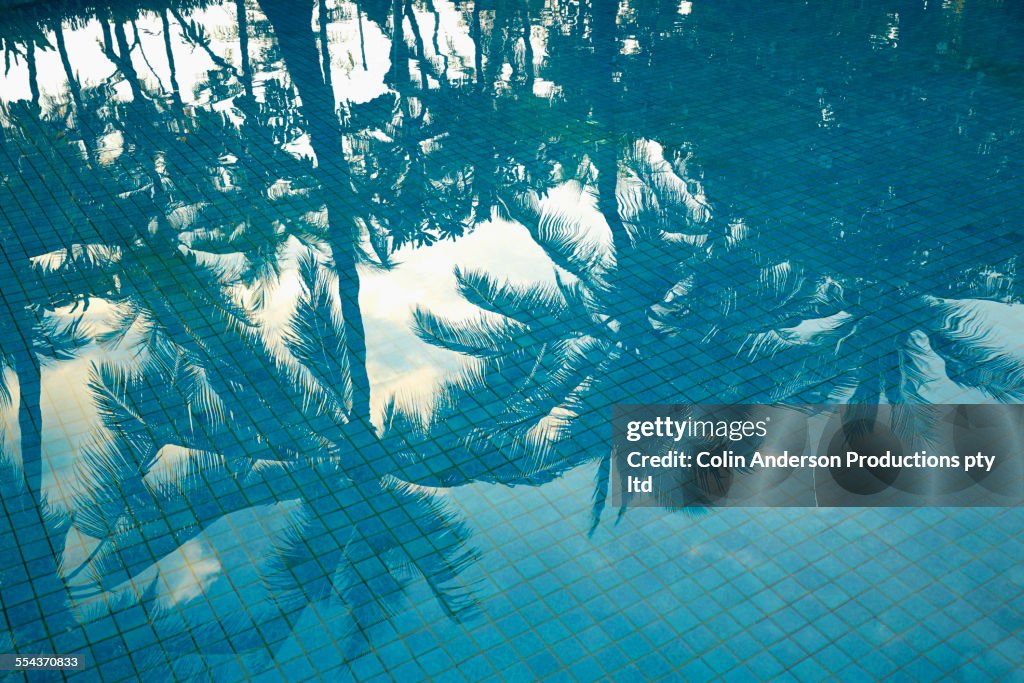High angle view of palm trees reflecting in swimming pool