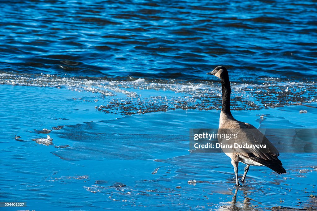 Canadian goose on melting ice