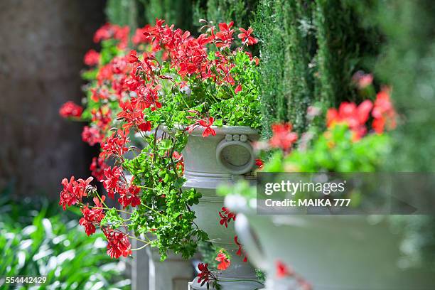 red geraniums, jardín de monforte, valencia, spain - jardín stockfoto's en -beelden