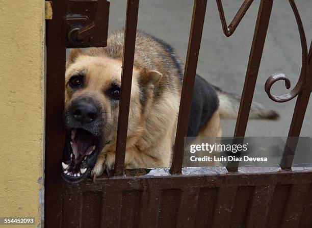 dog behind wrought-iron door - aboiement photos et images de collection