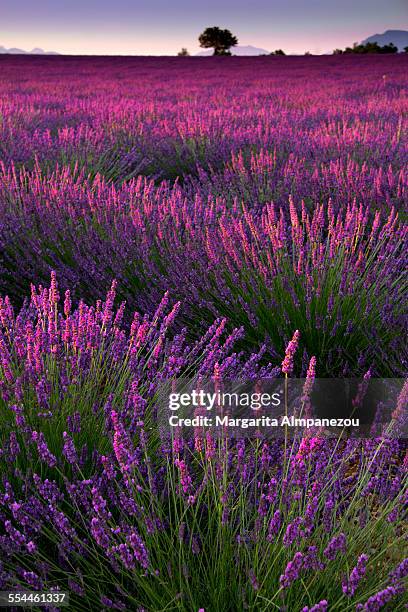 lavender field - bouches du rhone fotografías e imágenes de stock