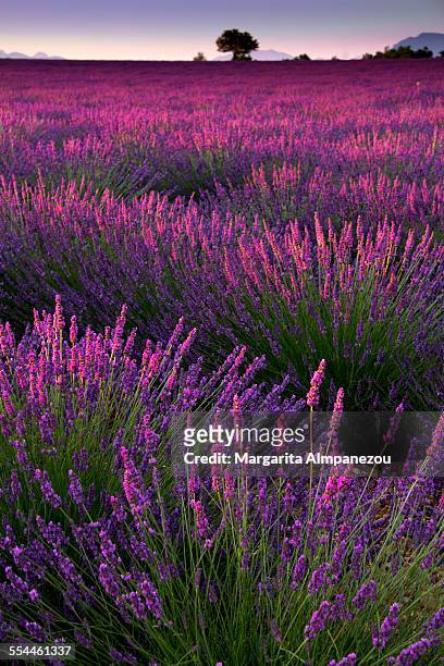 lavender field - bouches du rhone 個照片及圖片檔