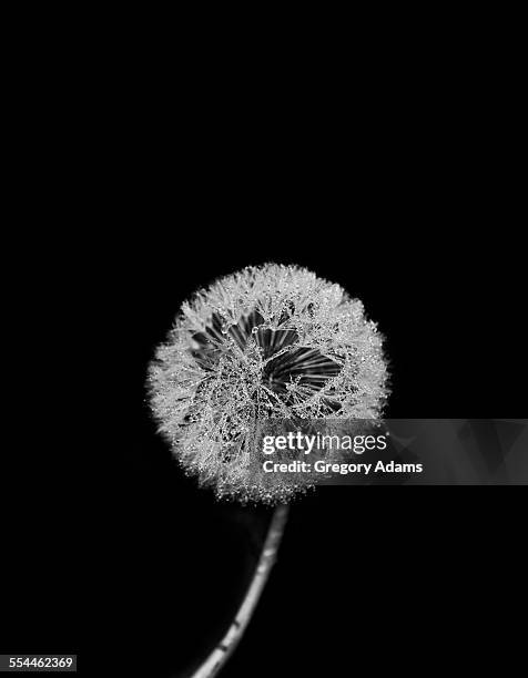 water-covered dandelion puff on a black background - hatboro photos et images de collection