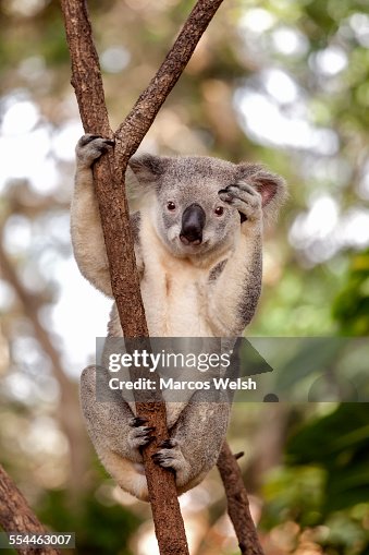 173 Funny Koala Photos and Premium High Res Pictures - Getty Images 173 Funny Koala Photos and Premium High Res Pictures - Getty Images