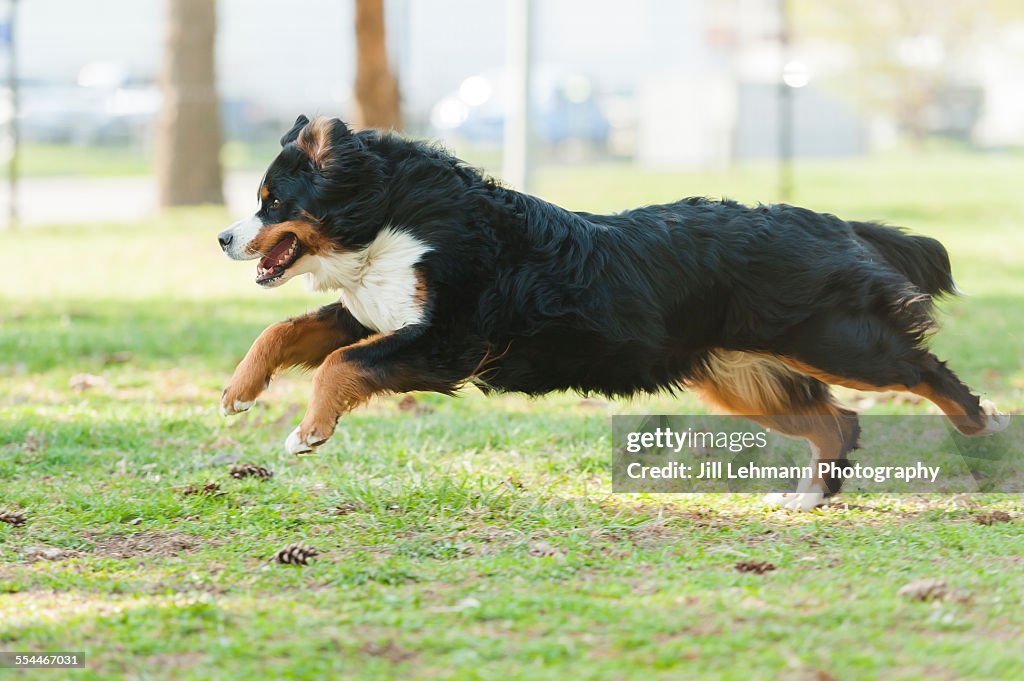 A Bernese Mountain Dog sprints