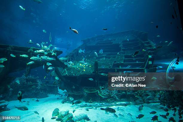 aquarium - sentosa island singapore stock pictures, royalty-free photos & images