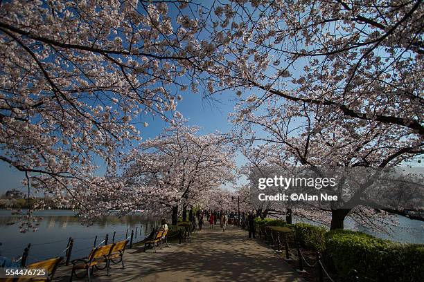 sakura - shinobazu pond stock pictures, royalty-free photos & images