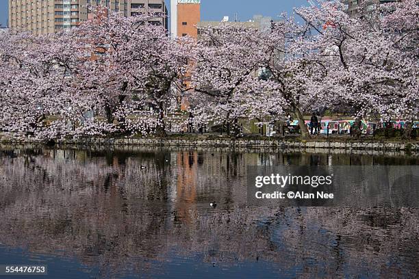 sakura on the lake - ueno park stock-fotos und bilder