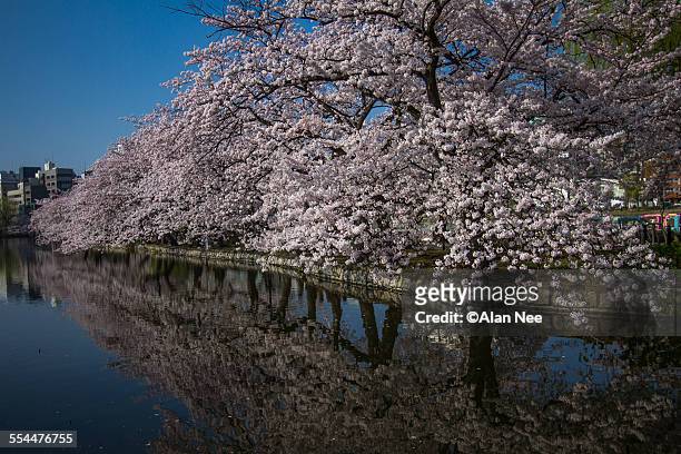 sakura on the lake - ueno park stock-fotos und bilder