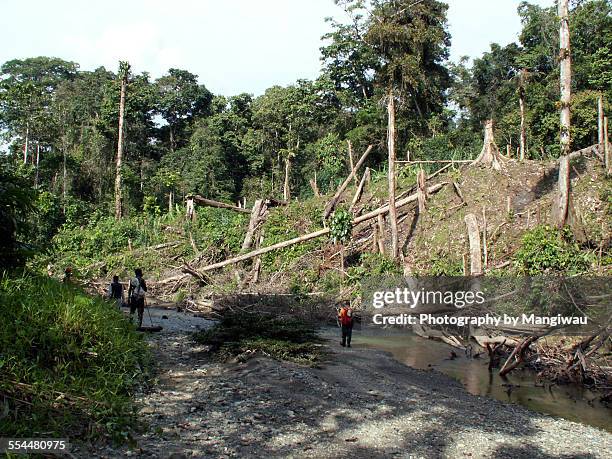slash and burn - provinz papua indonesien stock-fotos und bilder