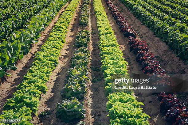 farm rows with assorted kind of lettuces - pomar imagens e fotografias de stock