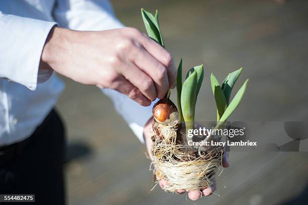 man pulling at tulip - impatience flowers stock-fotos und bilder