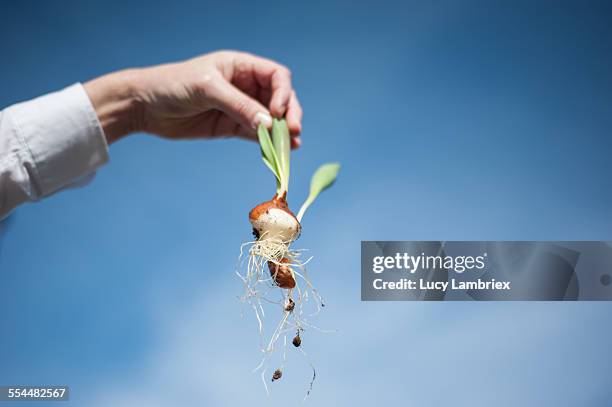 man holding unrooted tulip (hurry up, tulip!) - impatience flowers stock-fotos und bilder