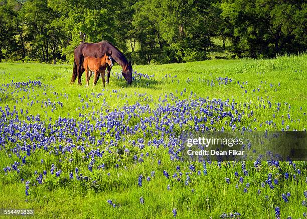 horses and bluebonnets - texas bluebonnet stock-fotos und bilder