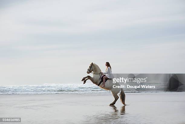 profile of horse and rider rearing on beach - woman horse stock-fotos und bilder