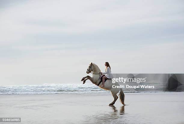 profile of horse and rider rearing on beach - caballo blanco fotografías e imágenes de stock