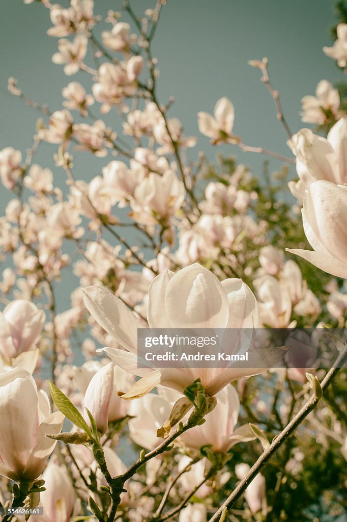 Magnolia in bloom