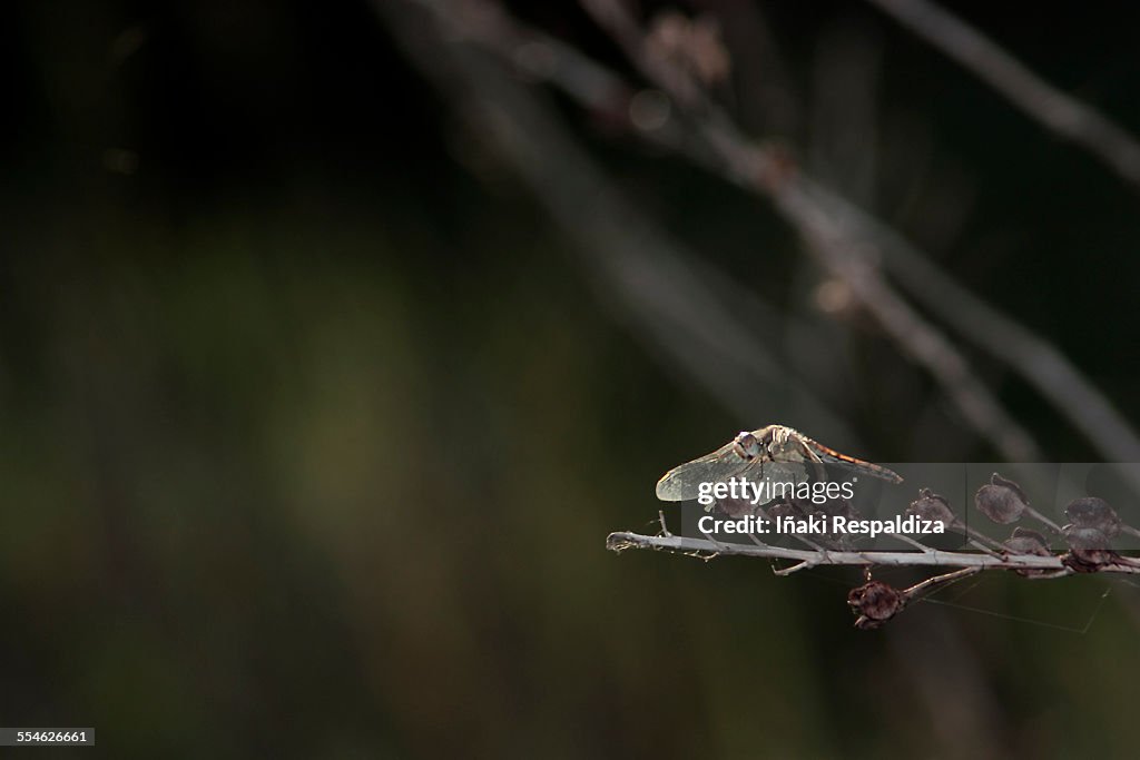 Dragonfly