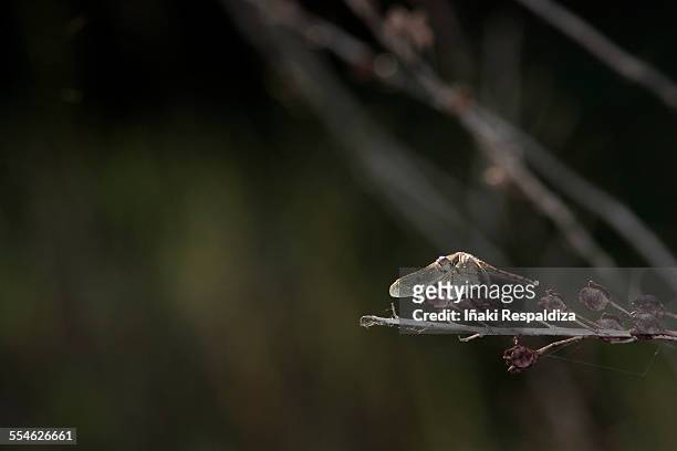dragonfly - iñaki respaldiza foto e immagini stock