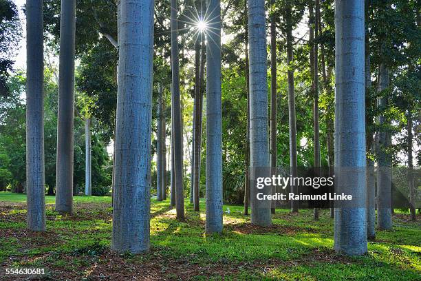 forest with sun - kauri tree stock-fotos und bilder