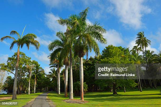 coconut palm tree with path - rockhampton stockfoto's en -beelden