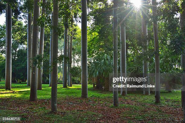 forest with sun - kauri tree stock pictures, royalty-free photos & images