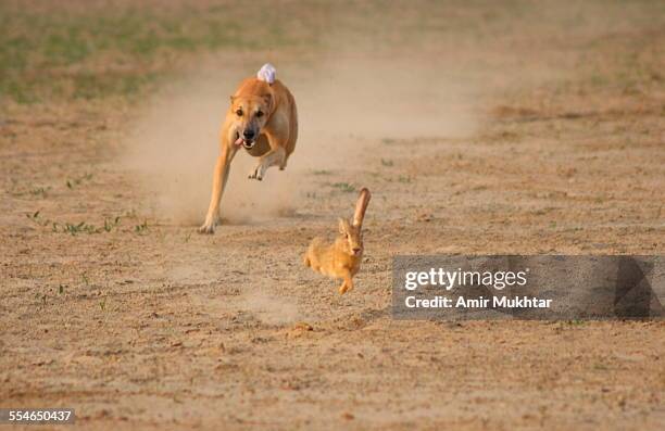 259 Rabbit Chasing Stock Photos, High-Res Pictures, and Images - Getty ...