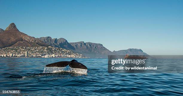 cape town - kaapstad stockfoto's en -beelden