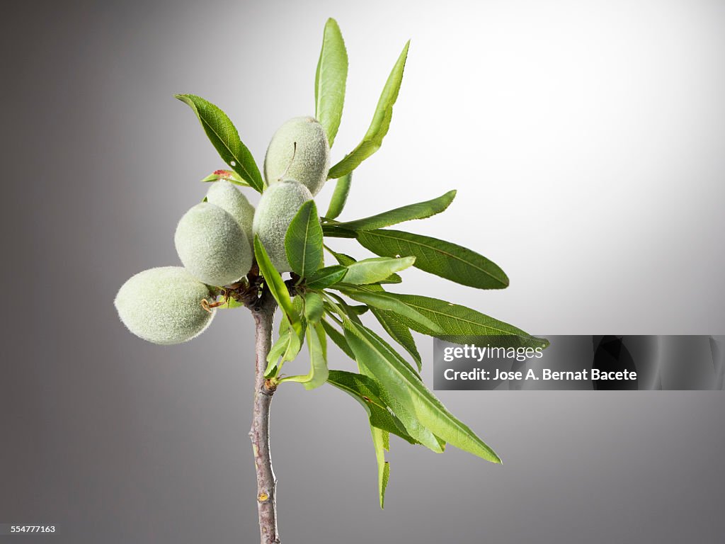 Branch with green almonds