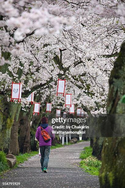 the beautiful path - lantern festival cherry blossom stockfoto's en -beelden