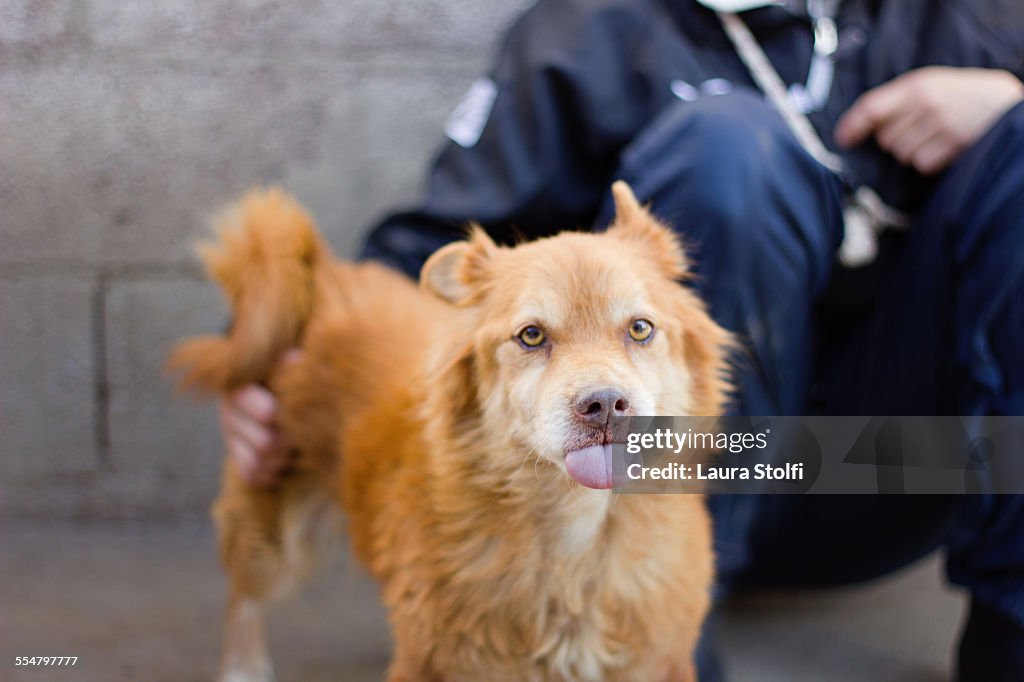 Little ginger dog with tongue out close to owner