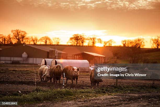 pigs - carne de cerdo fotografías e imágenes de stock