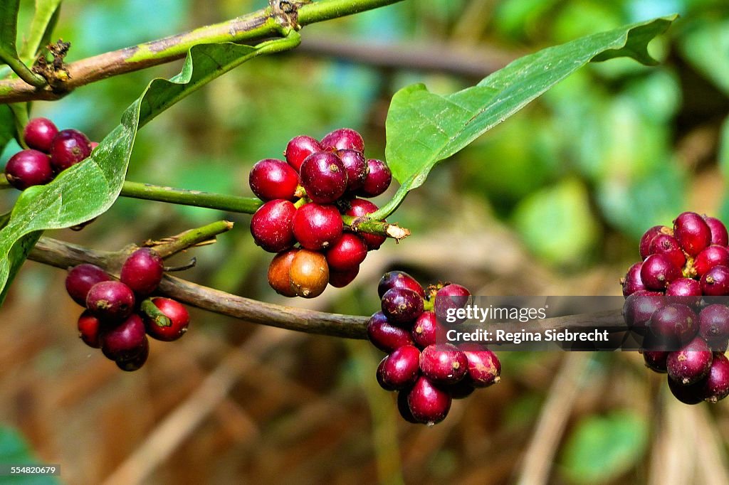 Coffee plant with fat purple beans