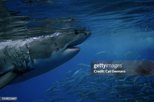 69 Megalodon Photos Stock Photos, High-Res Pictures, and Images - Getty