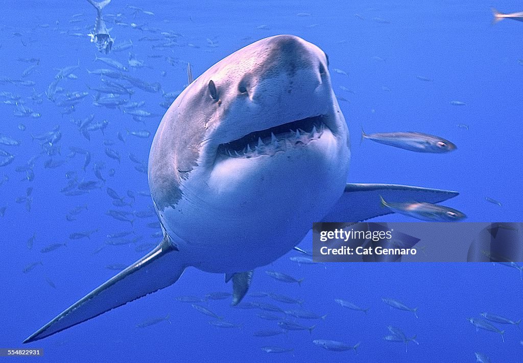 Great White Shark