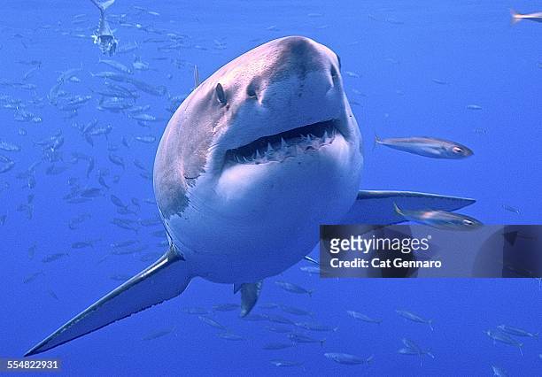 great white shark - megalodon 個照片及圖片檔