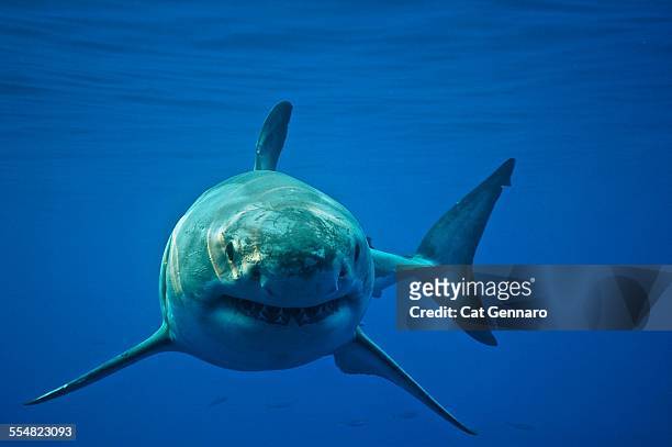 great white shark - tiburón jaquetón fotografías e imágenes de stock