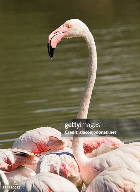 flamingo - greater flamingo stock pictures, royalty-free photos & images